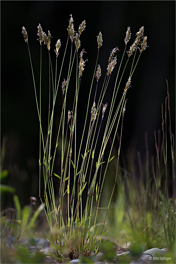 Gemeines Ruchgras ( Anthoxanthum odoratum )