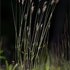 Gemeines Ruchgras ( Anthoxanthum odoratum )