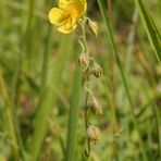 Gemeines Sonnenröschen