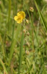 Gemeines Sonnenröschen