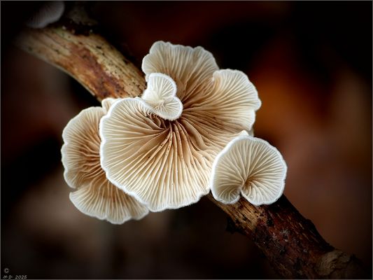 Gemeines Stummelfüßchen ...