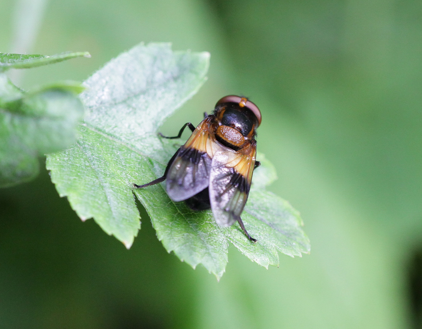 Gemeine_Waldschwebfliege