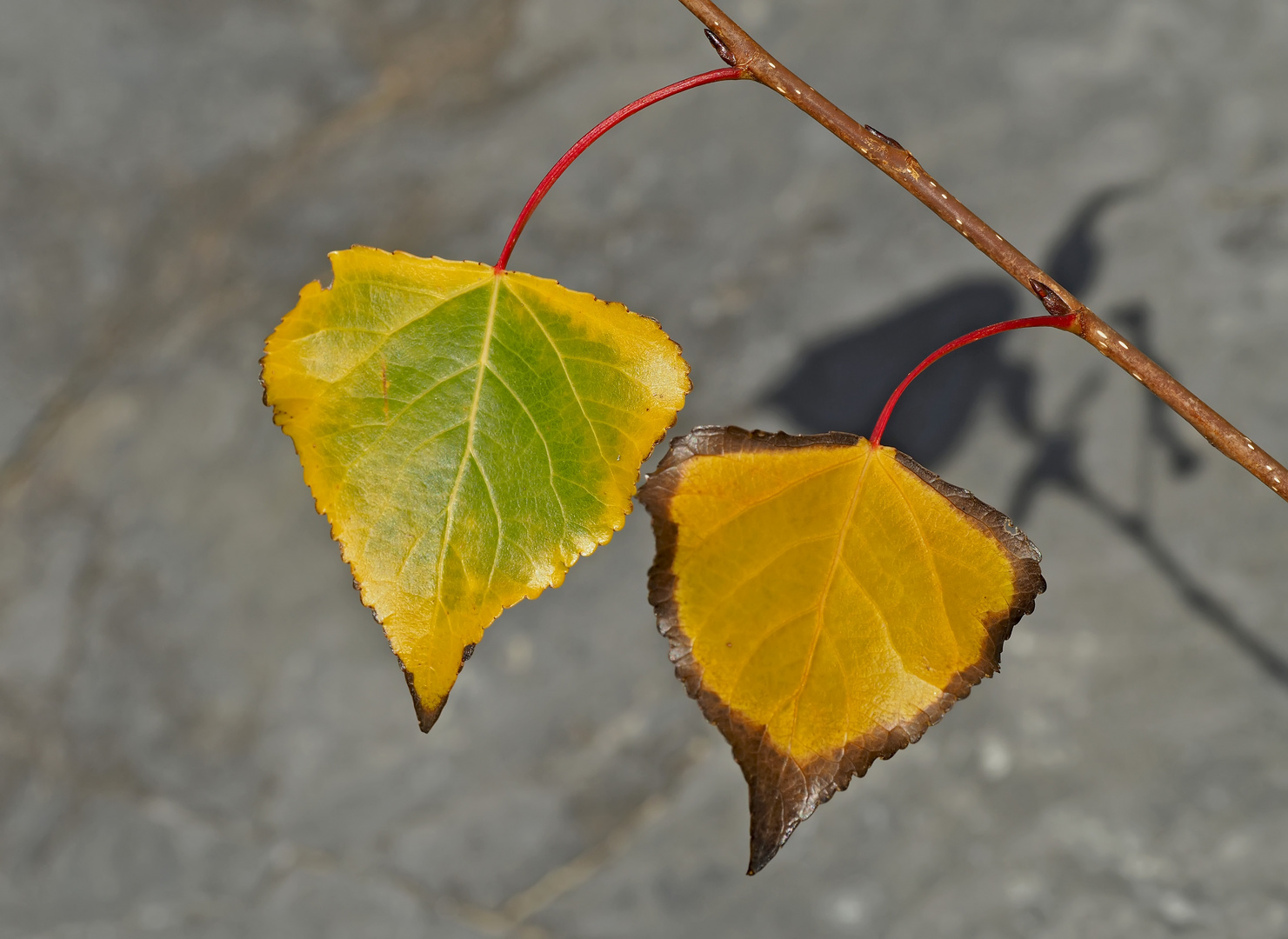 Gemeinsam alt werden ... - L'automne de la vie à deux ...