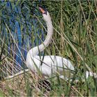 Gemeinsam am Nest  .....