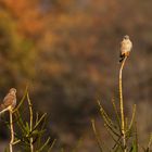 Gemeinsam auch im Herbst