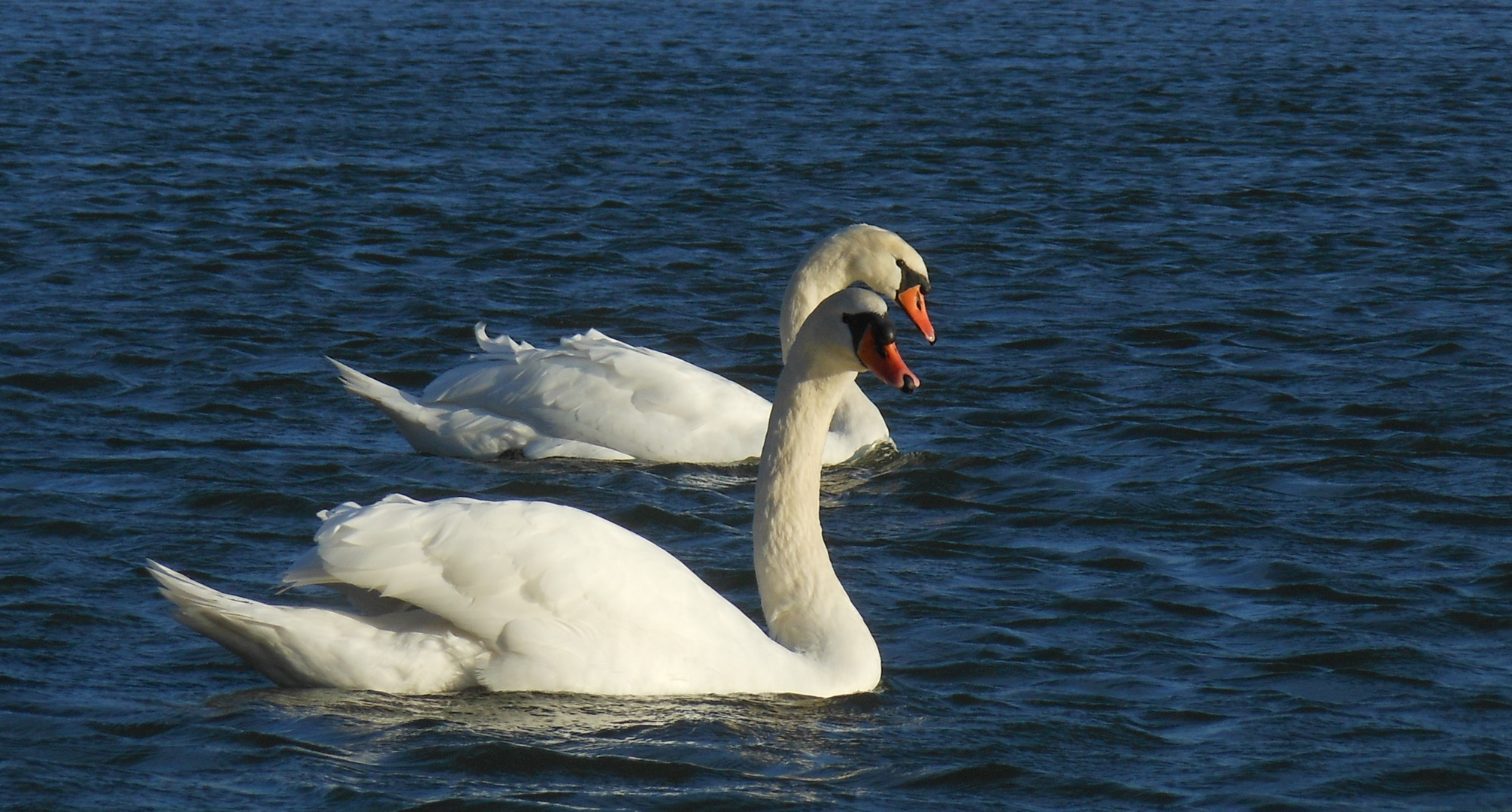 Gemeinsam auf der Donau