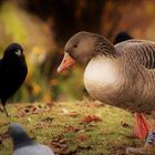 Gemeinsam auf der Suche nach Ernährung im Winter