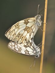 Gemeinsam aufwachen