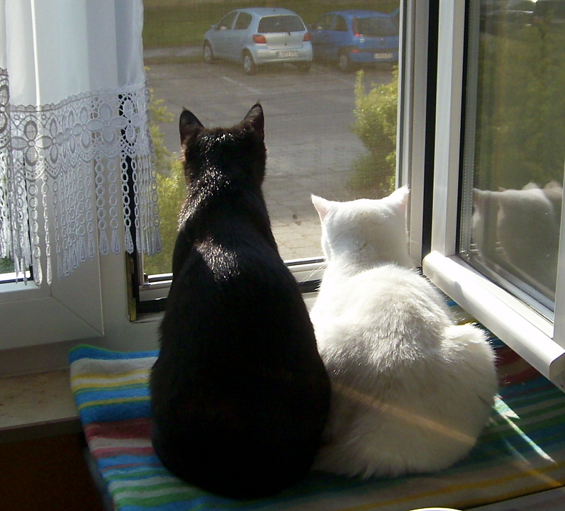 gemeinsam aus dem Fenster schaun , macht viel mehr Spass