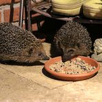 Gemeinsam beim Abendessen (2) ...