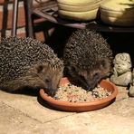 Gemeinsam beim Abendessen ...