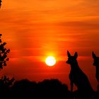 Gemeinsam den Sonnenuntergang genießen