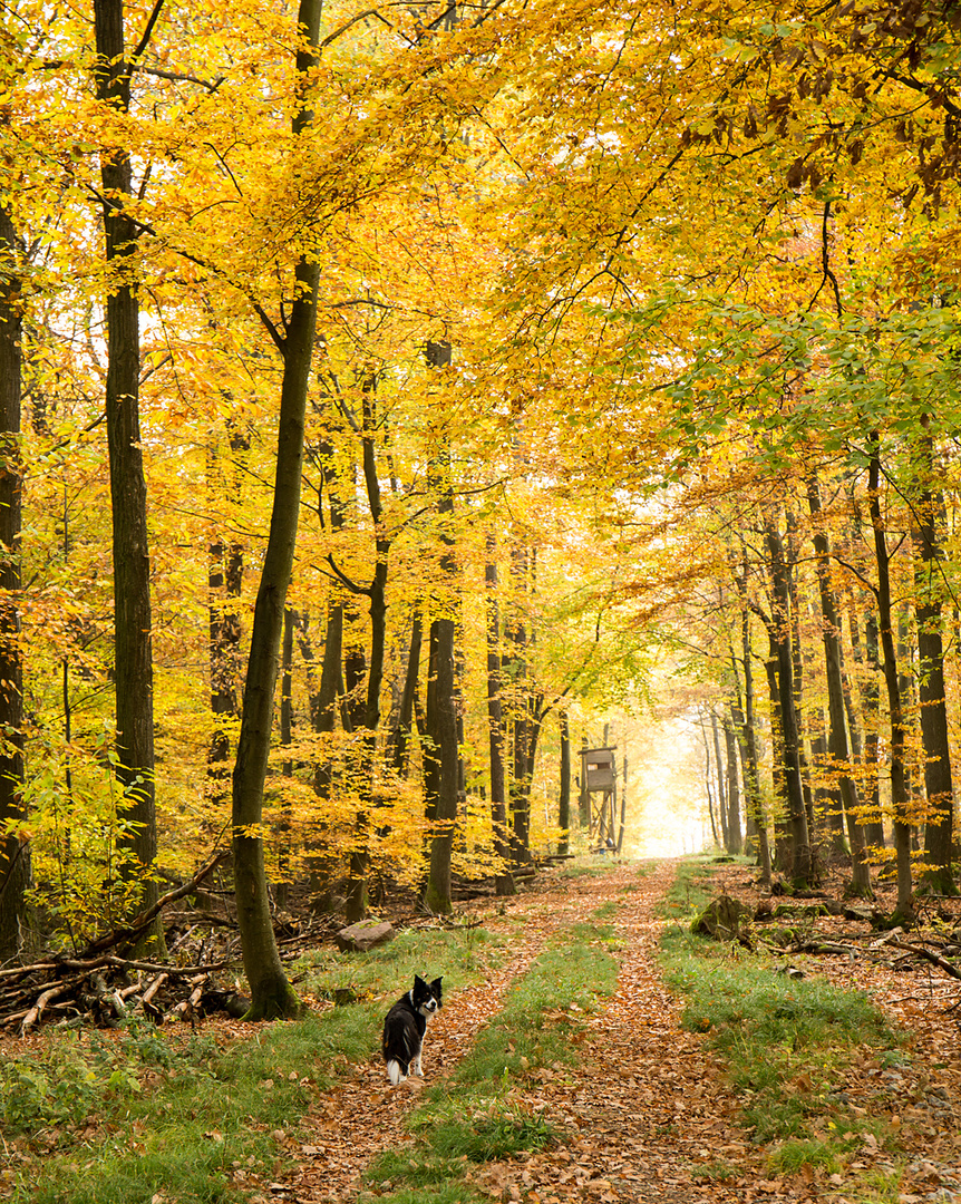 gemeinsam durch den Herbst