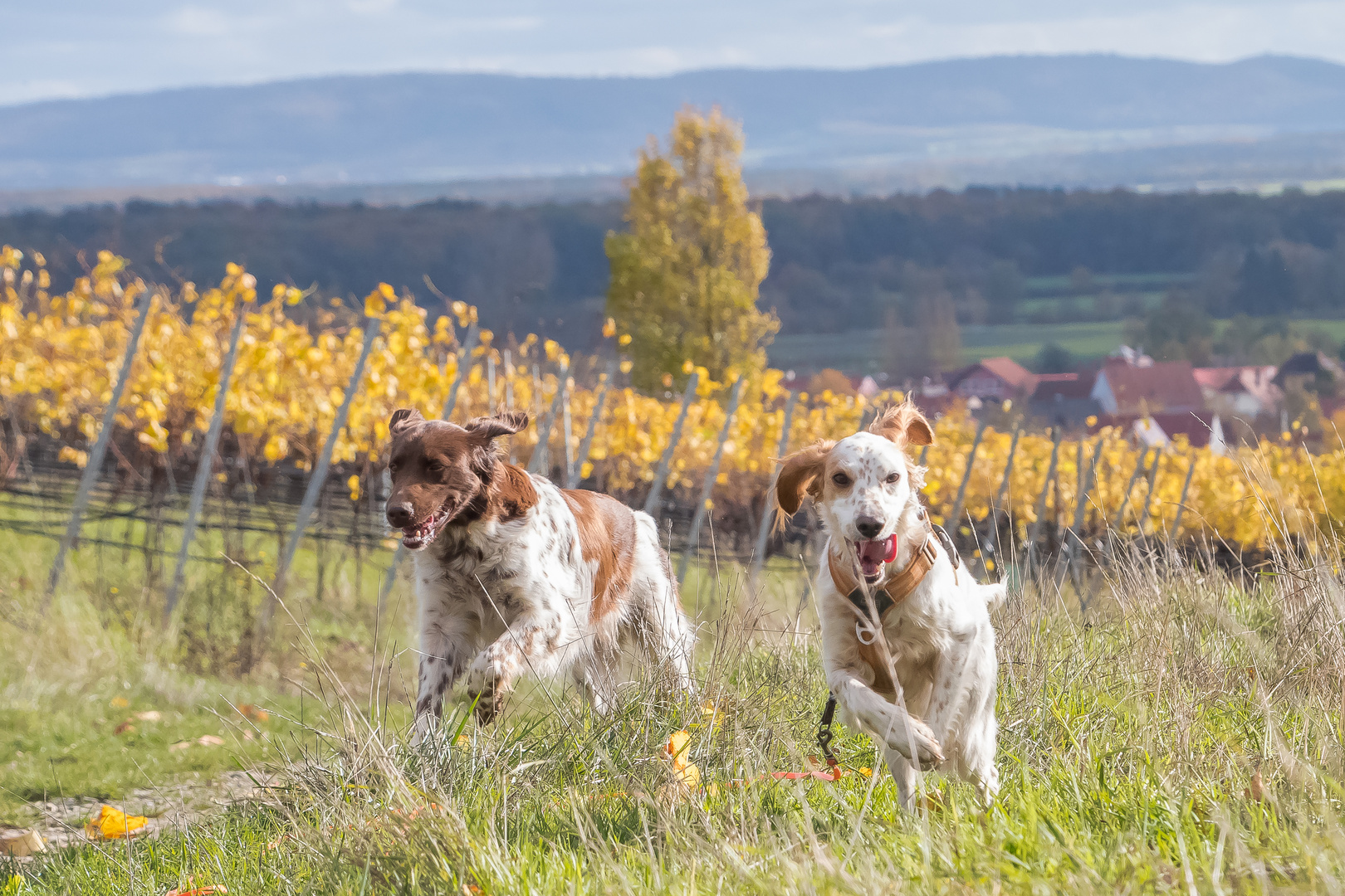 Gemeinsam durch die Weinberge düsen 