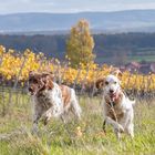 Gemeinsam durch die Weinberge düsen 