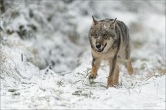 Gemeinsam im Schnee...