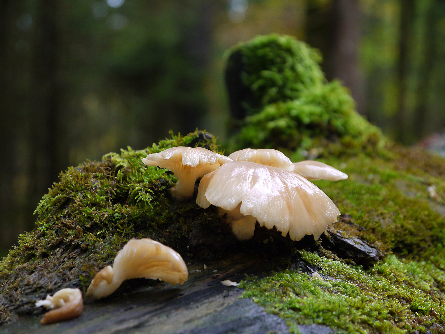 Gemeinsam im Wald