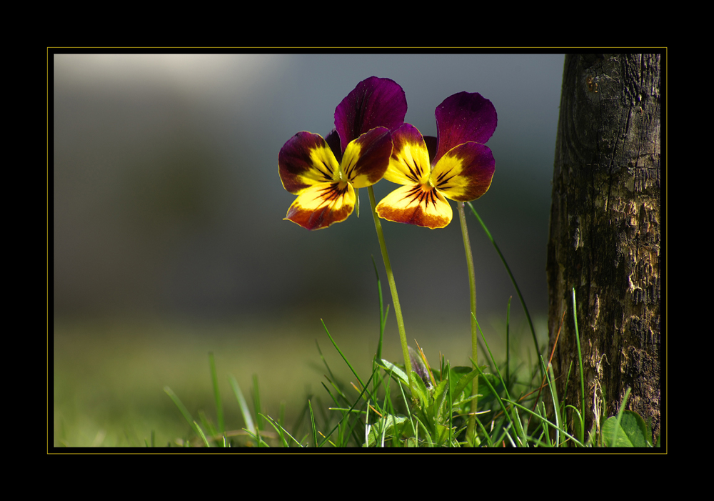 gemeinsam in den frühling von Ernst (aschi)Lauener 