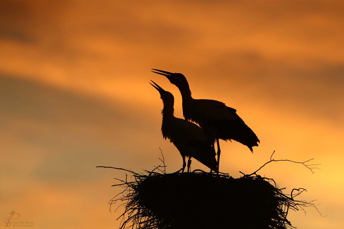 Gemeinsam in den Sonnenuntergang klappern