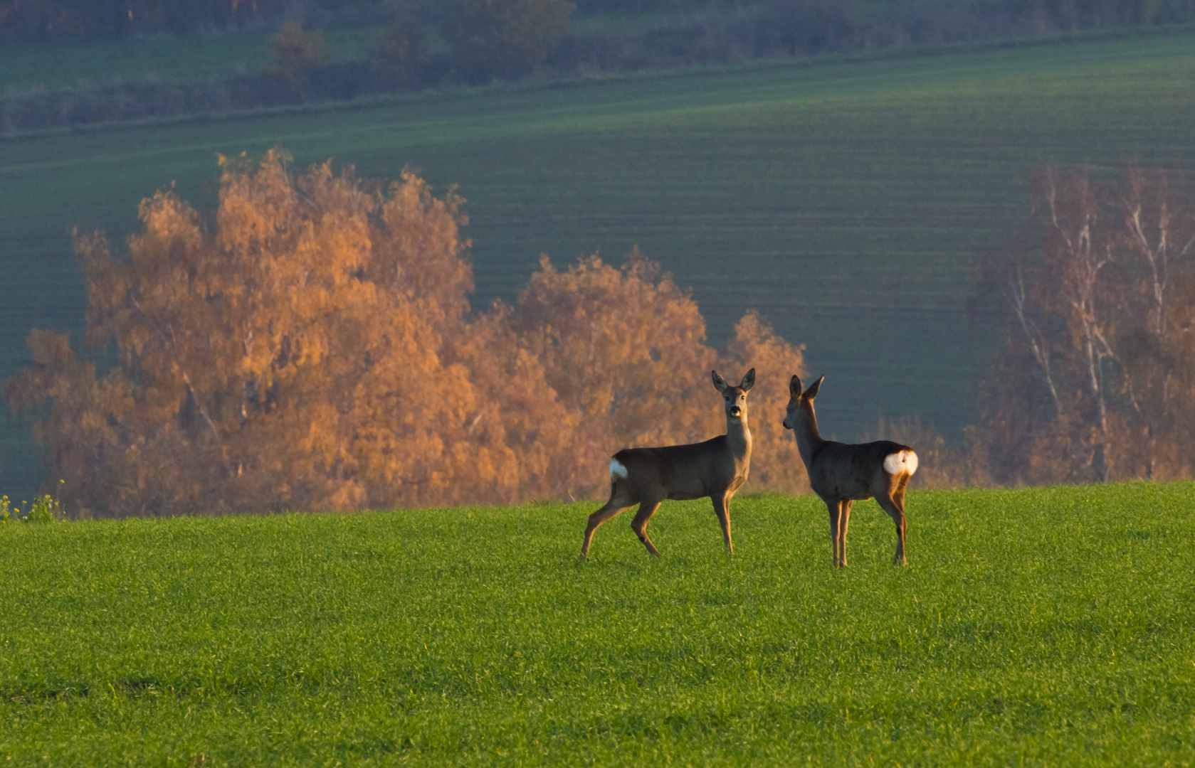 Gemeinsam in der Abendsonne