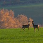 Gemeinsam in der Abendsonne