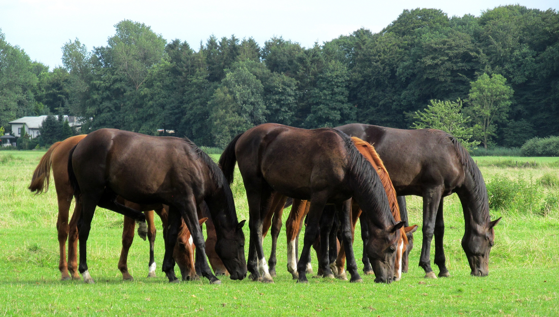 gemeinsam ins Gras beissen ...