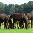 gemeinsam ins Gras beissen ...