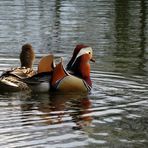 gemeinsam Schwimmen ...