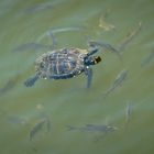 Gemeinsam Schwimmen ist doch schöner!