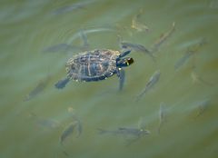 Gemeinsam Schwimmen ist doch schöner!