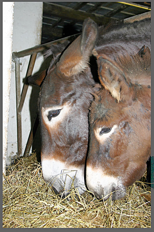 Gemeinsam sind wir ...... hungrig.!!