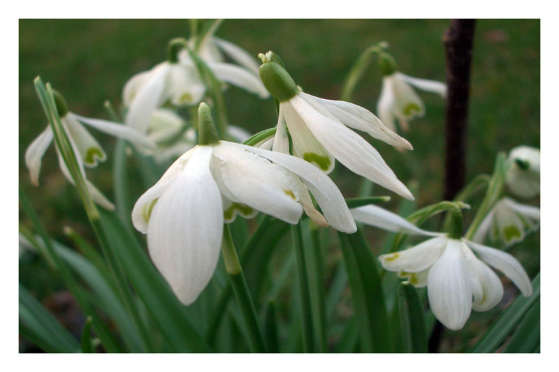 ..gemeinsam sind wir stark Foto & Bild pflanzen, pilze & flechten, blüten & kleinpflanzen ..gemeinsam sind wir stark Foto & Bild pflanzen, pilze & flechten, blüten & kleinpflanzen