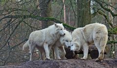 gemeinsam sind wir Stark (Beziehungen müssen gepflegt werden)