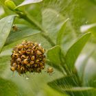 Gemeinsam sind wir stark  (Kreuzspinnen-"Nest ")