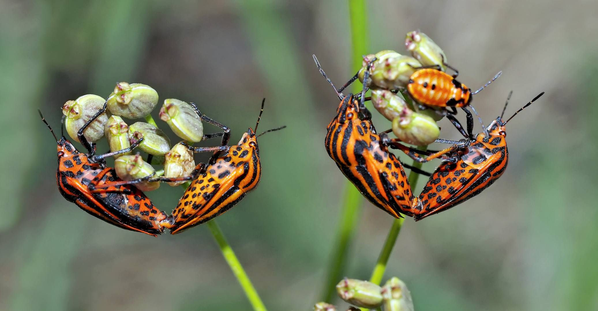 Gemeinsam sind wir stark! Streifenwanzen (Graphosoma lineatum) * - La Punaise arlequin.