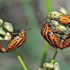 Gemeinsam sind wir stark! Streifenwanzen (Graphosoma lineatum) * - La Punaise arlequin.