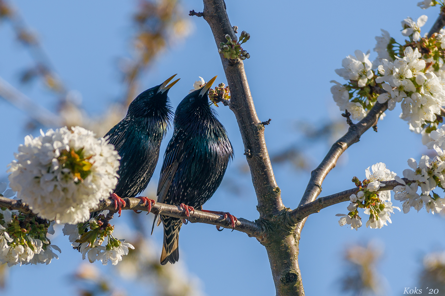 Gemeinsam singen ist schöner Foto & Bild tiere, wildlife