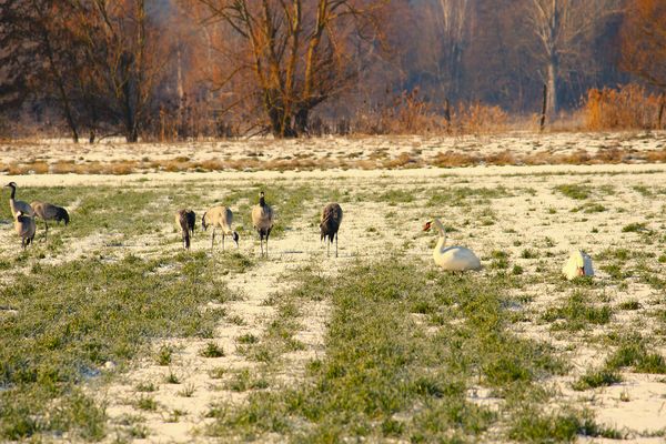 Gemeinsame Futtersuche