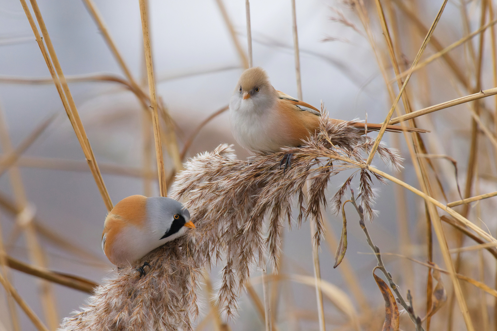 Gemeinsame Futtersuche: Bartmeisen  (Panurus biarmicus)