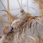 Gemeinsame Futtersuche: Bartmeisen  (Panurus biarmicus)