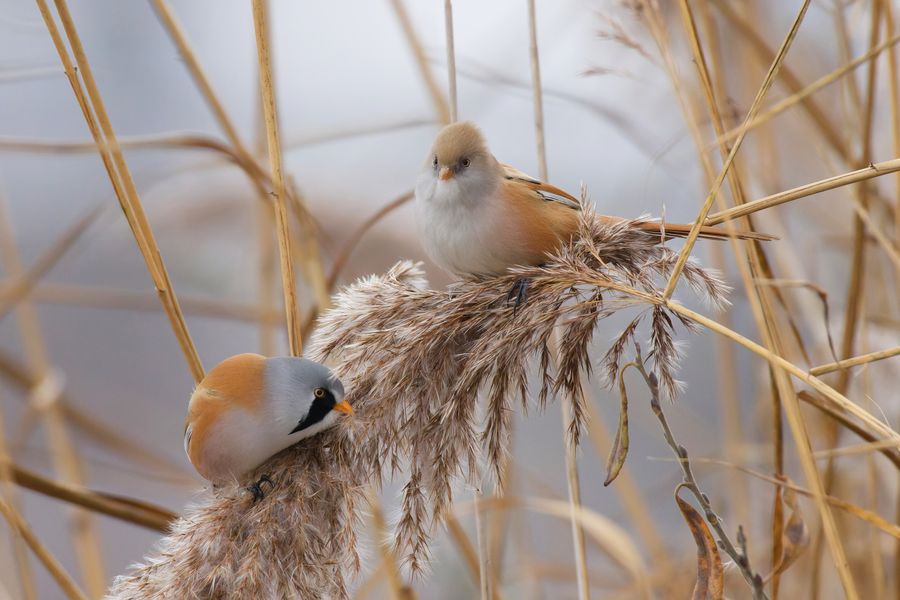 Gemeinsame Futtersuche: Bartmeisen (Panurus biarmicus)