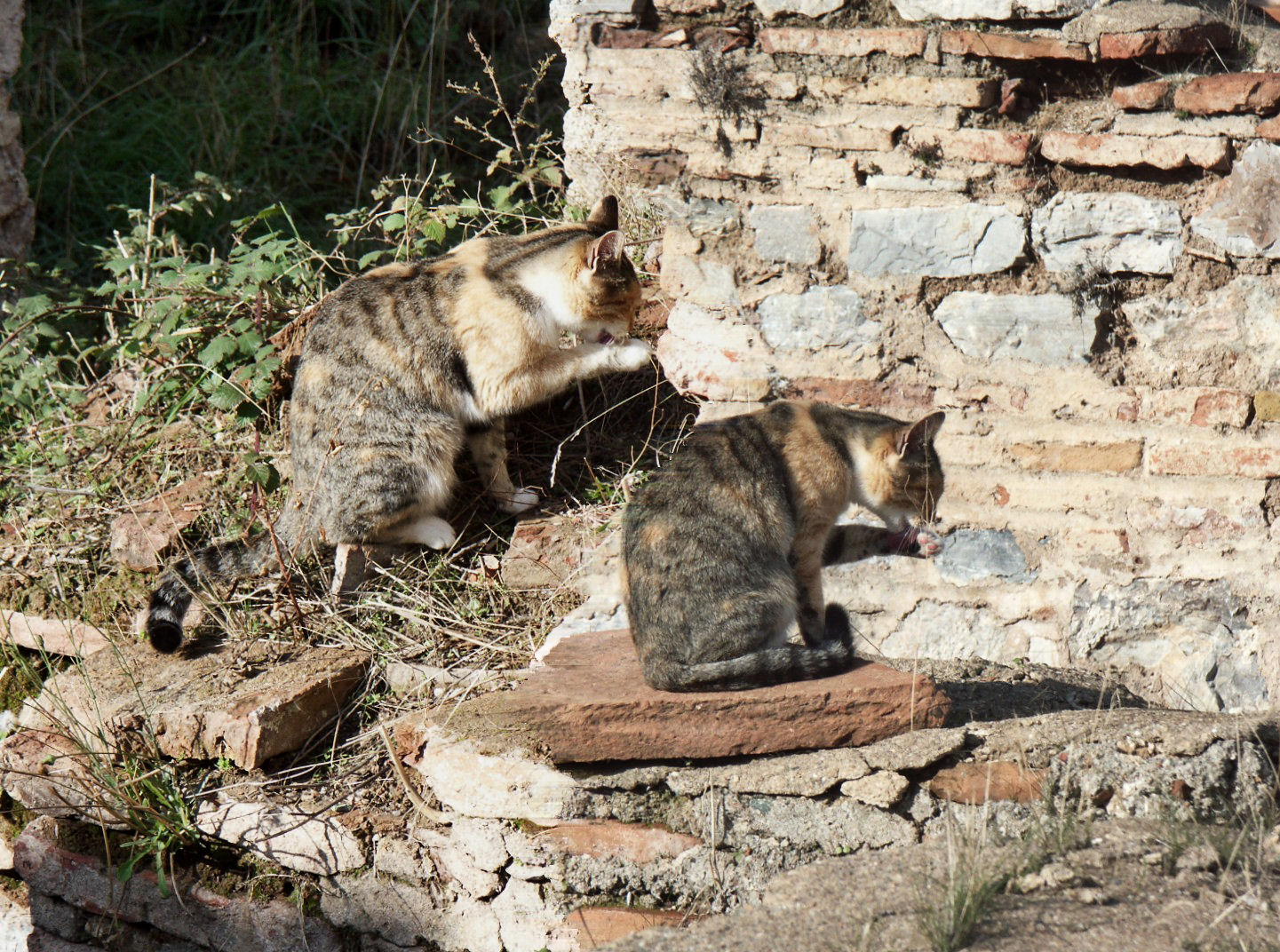 Gemeinsame Katzen-Wäsche