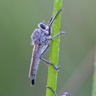 gemeinsame Nacht - Sandraubfliege Weibchen