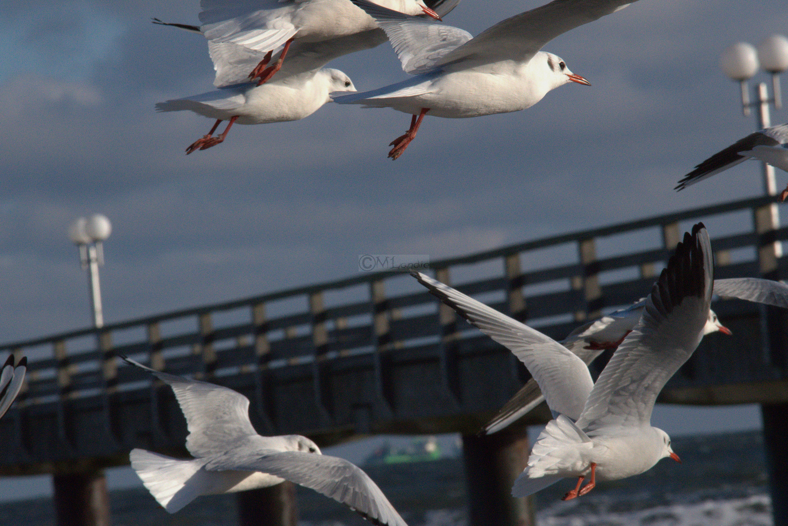 gemeinsamer Flug