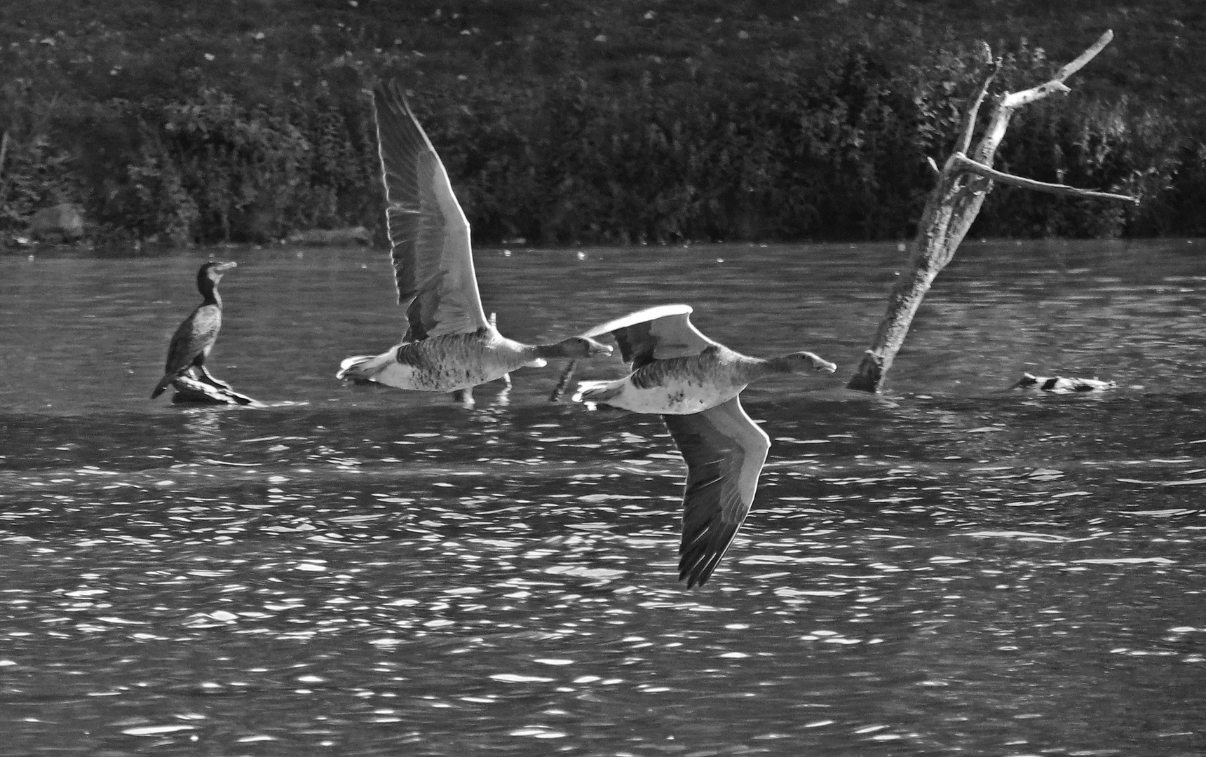 Gemeinsamer Flug über den See