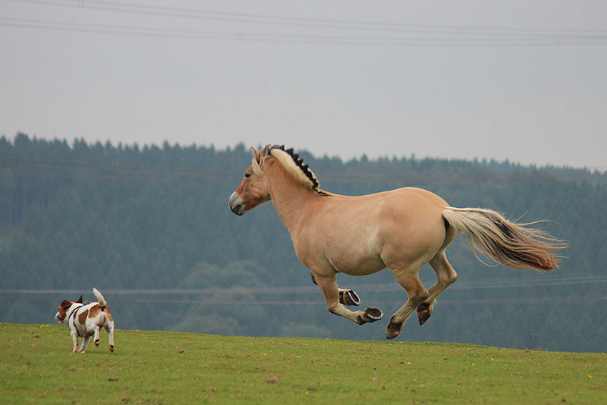 Gemeinsamer Galopp