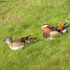 Gemeinsamer Gang zum morgendlichen Bade