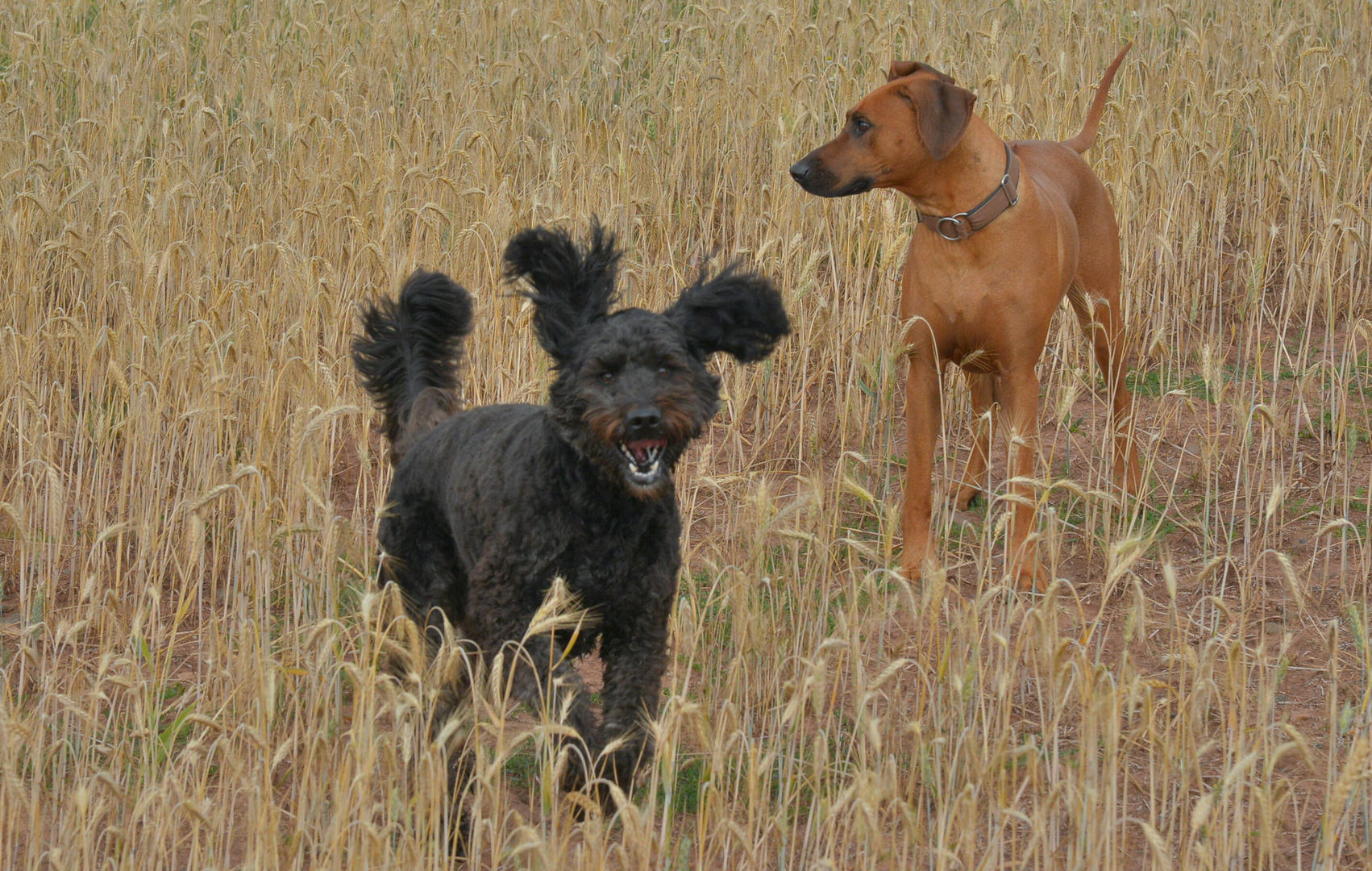 gemeinsamer Spaziergang 2 (paseando juntos 2)