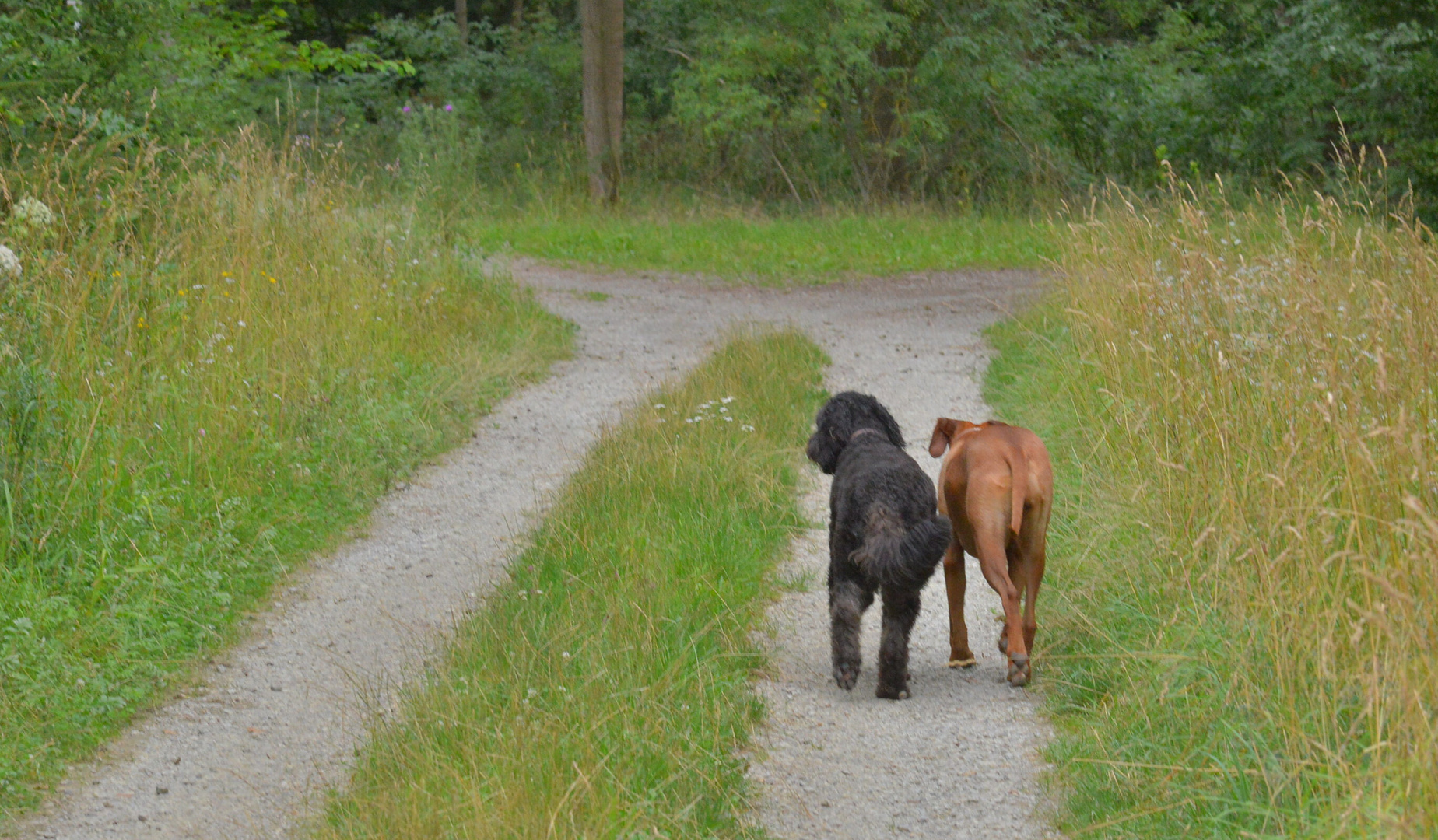 gemeinsamer Spaziergang 4 (paseando juntos 4)