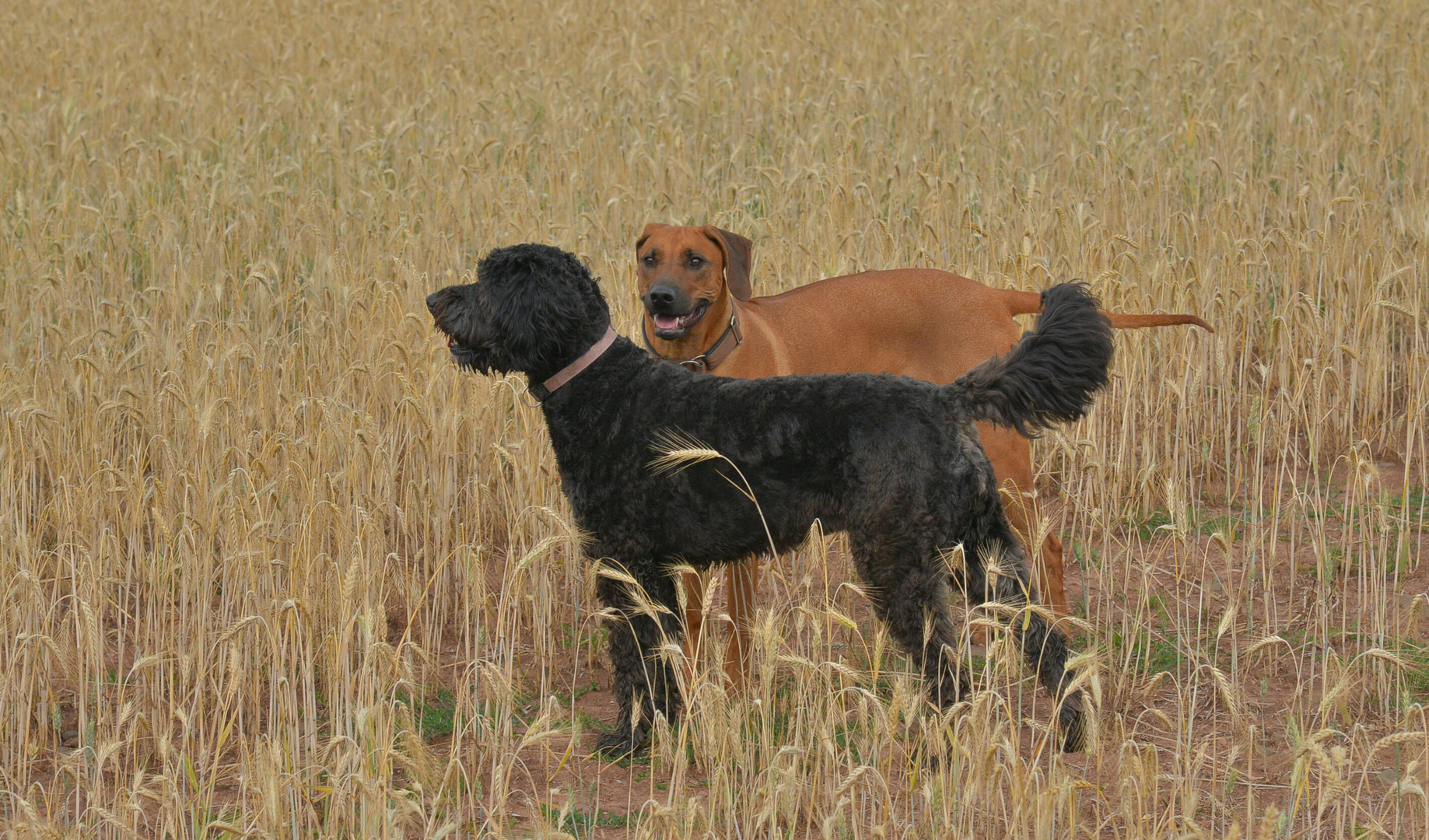 gemeinsamer Spaziergang (paseando juntos)